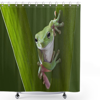 Personality  Australian Green Tree Frog Shower Curtains