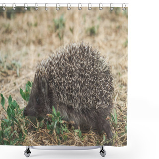 Personality  Small Cute Hedgehog Walking On A Meadow In The Summer Grass Closeup Shower Curtains