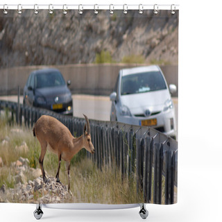 Personality  Nubian Ibex Mountain Goat Shower Curtains