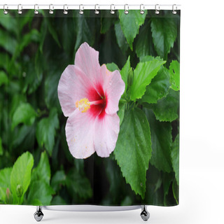 Personality  Hibiscus Rosa-sinensis In Japan Shower Curtains