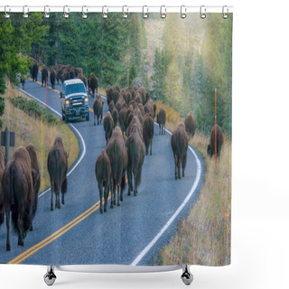 Personality  A Vehicle Stopped While A Herd Of Large Bison Walk Past It On A Highway In The Lamar Valley, Yellowstone National Park. Shower Curtains