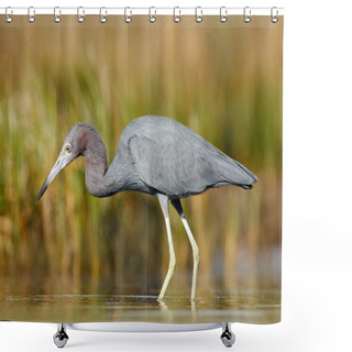 Personality  Little Blue Heron Shower Curtains
