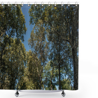 Personality  Low Angle View Of Trees And Lantern With Blue Sky At Background  Shower Curtains