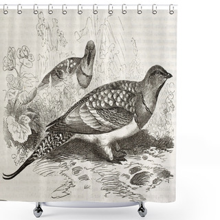 Personality  Pin-tailed Sandgrouse Shower Curtains