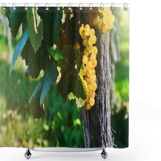 Personality  Fresh Organic Grape On Vine Branch Shower Curtains