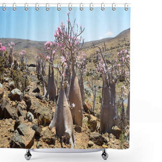 Personality  Yemen, Socotra, Bottle Trees (desert Rose - Adenium Obesum) On Mumi Plateau Shower Curtains