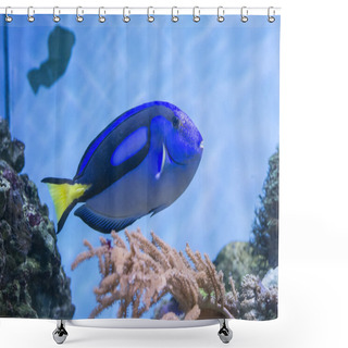 Personality  Blue Fish Shower Curtains