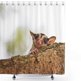 Personality  Sugar Glider On The Branch Shower Curtains