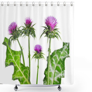 Personality  Silybum Marianum (Milk Thistle) Isolated On White Background, Medical Plants. Shower Curtains