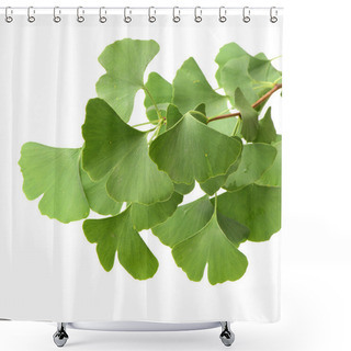 Personality  Ginkgo Biloba Fresh Leaves On White Background Shower Curtains