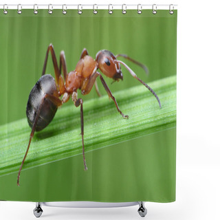 Personality  Ant On Grass Shower Curtains