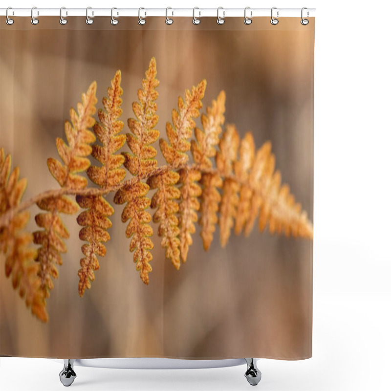 Personality  Common Polypody Fern (Polypodium Vulgare) Shower Curtains