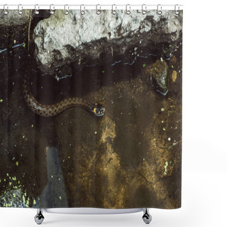 Personality  High Angle View Of Snake Swimming In River  Shower Curtains
