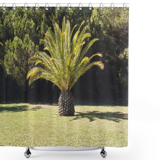 Personality   Huge Date Palm On Green Lawn Shower Curtains
