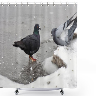 Personality  Flock Of Pigeons On Frozen Lake In Cloudy Winter Day Close Up Shower Curtains