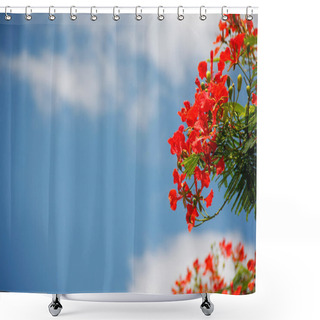 Personality  Peacock Flowers Shower Curtains