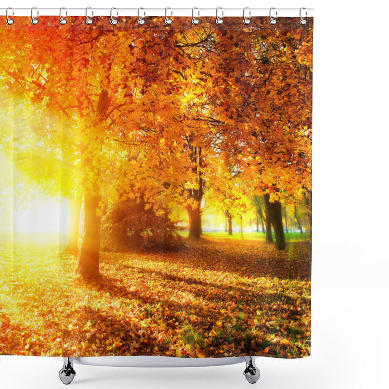 Personality  Fall. Autumnal Park. Autumn Trees And Leaves In Sunlight Rays Shower Curtains