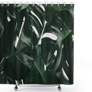 Personality  Full Frame Shot Of Green Monstera Leaves Isolated On White Shower Curtains