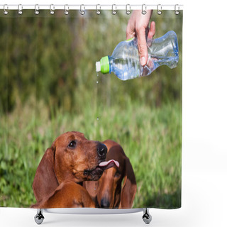 Personality  Red Dachshunds Drink Water, Sticking Out Their Tongue, On Which Drops Are Dripping. Shower Curtains