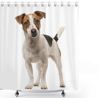 Personality  Jack Russell Looking At The Camera, Isolated On White Shower Curtains