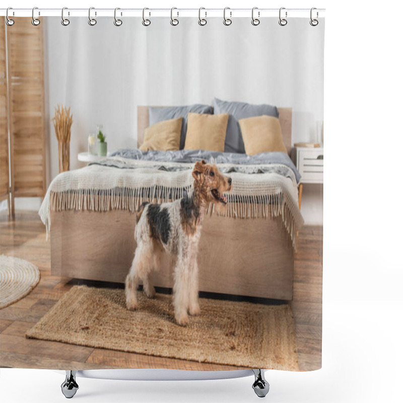 Personality  Wirehaired Fox Terrier Standing Near Modern Bed On Rattan Carpet  Shower Curtains