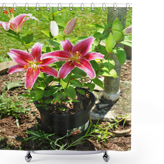Personality  Potted Summer Star Gazer Lily Shower Curtains