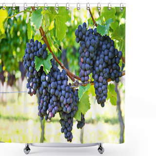 Personality  Purple Red Grapes With Green Leaves Shower Curtains