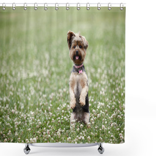 Personality  Cute Dog Shower Curtains