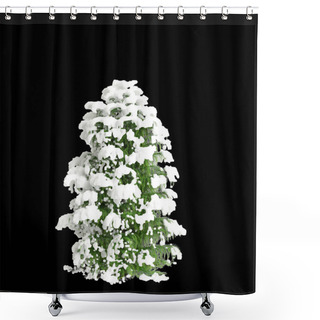 Personality  3d Illustration Of Cryptomeria Japonica Elegans Viridis Snow Covered Tree Isolated On Black Background Shower Curtains