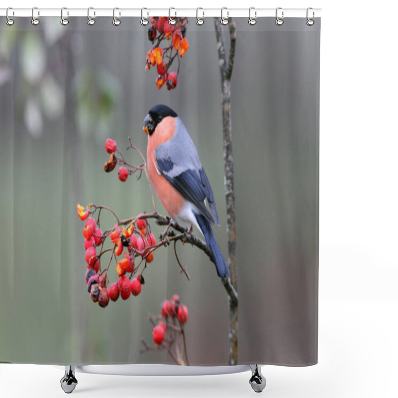 Personality  Male Of Eurasian Bullfinch, Pyrrhula Pyrrhula Shower Curtains