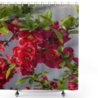 Personality  On A Branch Of Japanese Quince, Flowers Blossomed Shower Curtains
