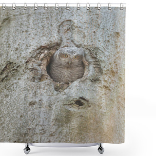 Personality  Close-up Shot Of Beautiful Owl In Natural Habitat Shower Curtains