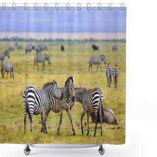 Personality  Zebra's In Africa Walking On The Savannah Shower Curtains