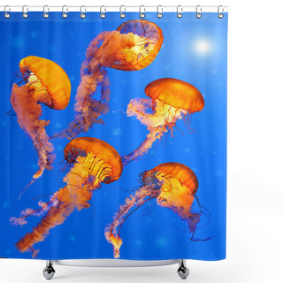 Personality  Pacific Sea Nettle Jellyfishes (Chrysaora Quinquecirrha) Shower Curtains