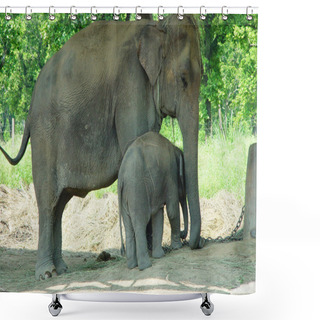 Personality  Elephants Shower Curtains