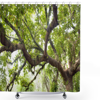 Personality  Thick Jungle Shower Curtains
