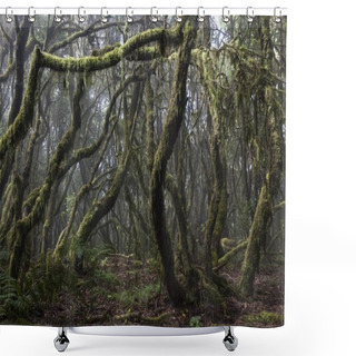 Personality  Cloud Forest, Laurel Forest, Garajonay National Park, UNESCO World Heritage Site, La Gomera, Canary Islands, Spain, Europe Shower Curtains