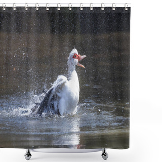 Personality  Anas Platyrhynchos F. Domestica - White Duck  Shower Curtains