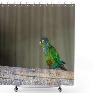 Personality  Closeup Of A Green Cheeked Parakeet Walking Over A Branch, A Colorful Small Parrot From Brazil Shower Curtains