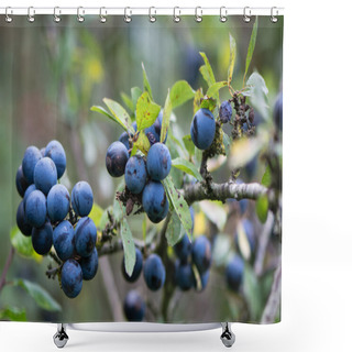 Personality  Sloe Berries On Blackthorn (Prunus Spinosa) Shower Curtains