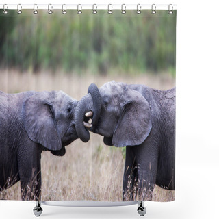Personality  Two African Elephants Greeting Each Other With Trunks And Mouths Touching. Shower Curtains