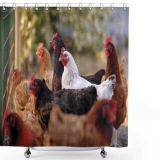 Personality  Traditional Free Range Poultry Farming Shower Curtains