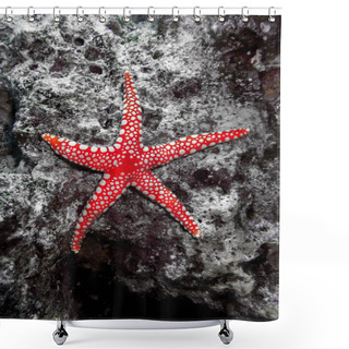 Personality  Marine Starfish, Aquatic Creature Shower Curtains
