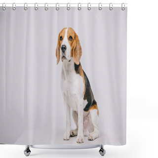 Personality  Cute Beagle Dog Sitting On Table On Grey Background Shower Curtains