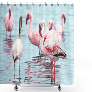 Personality  Namibia Flamingos. Group Of Pink Flamingos Birds Near Walvis Bay, The Atlantic Coast Of Namibia, Africa.  Shower Curtains