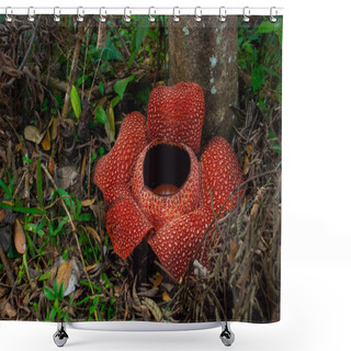 Personality  Rafflesia, The Biggest Flower In The World. This Species Located In Ranau Sabah, Borneo. Shower Curtains