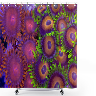 Personality  Contrasing Zoanthids Shower Curtains