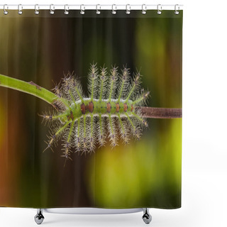 Personality  Pupa Of COmmon Jay Butterfly Shower Curtains