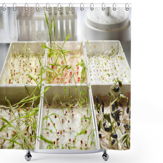 Personality  Containers With Sprouted Seeds In Laboratory, Closeup. Disease Analysis Shower Curtains