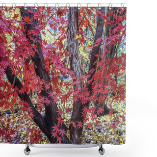 Personality  Japanese Maple Acer Palmatum Shower Curtains